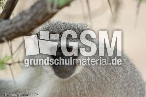 Grüne Meerkatzen (44 von 67).jpg